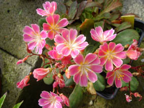 Lewisia cotyledon